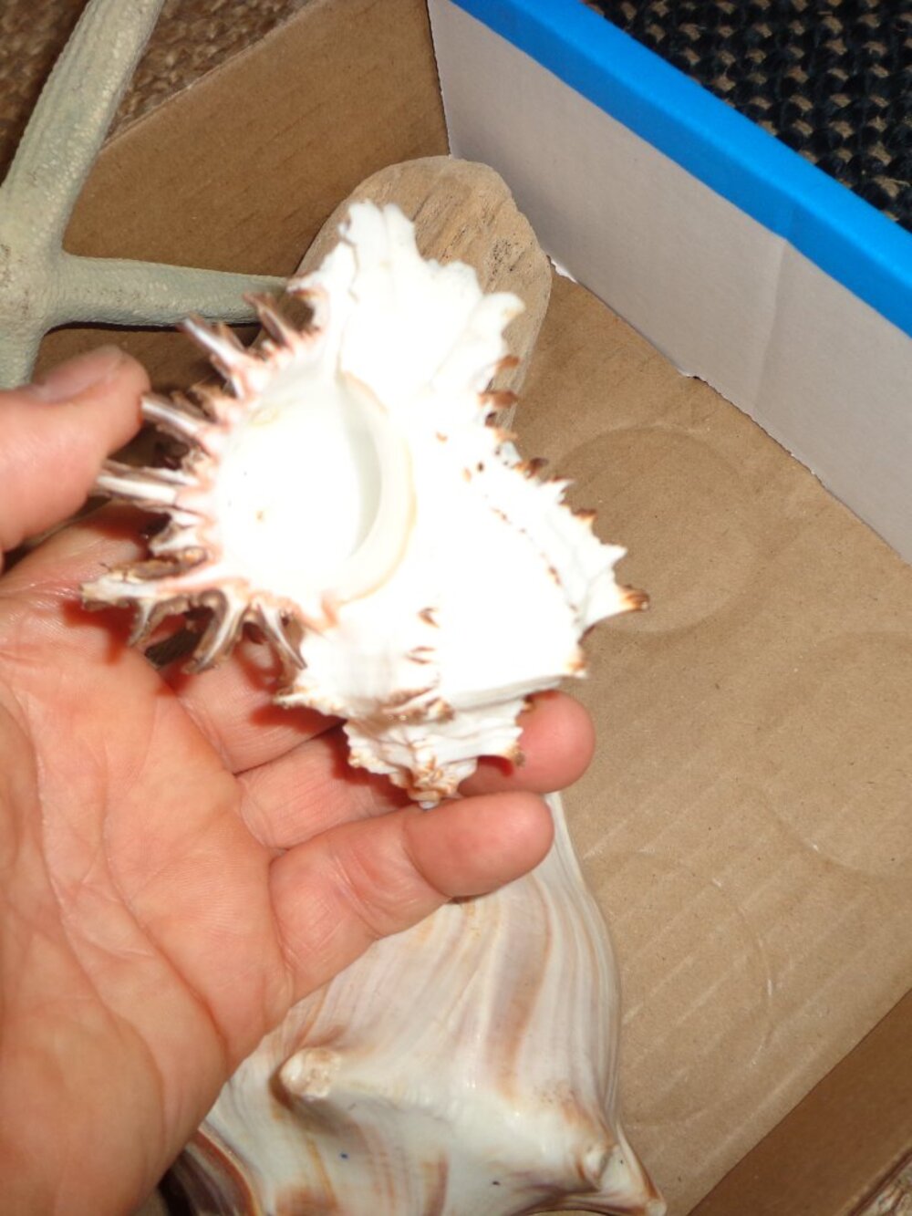 Assortment of Various Sea Shells/Sea Life Driftwood Nature's Beauty - Picture 7 of 8